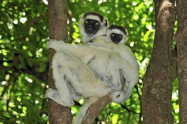 Verreaux's Sifaka with an infant - Berenty Private Reserve - Southern Madagascar