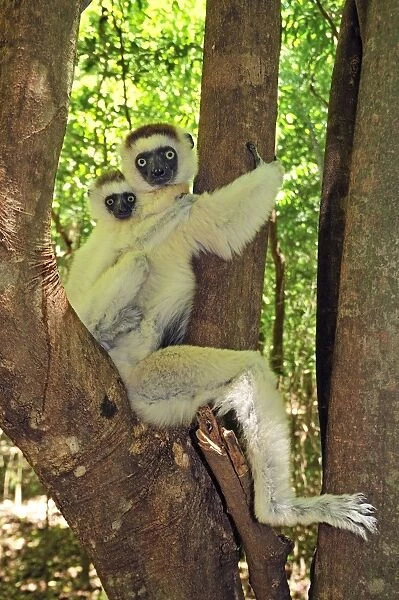 Verreaux's Sifaka with an infant - Berenty Private Reserve - Southern Madagascar