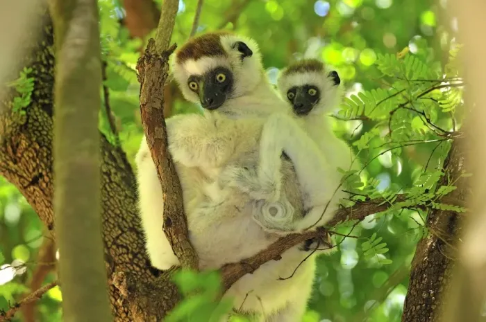 Framed Print : Verreaux's Sifaka with an infant - Berenty Private Reserve - Southern Madagascar Framed Print : Verreaux's Sifaka with an infant - Berenty Private Reserve - Southern Madagascar