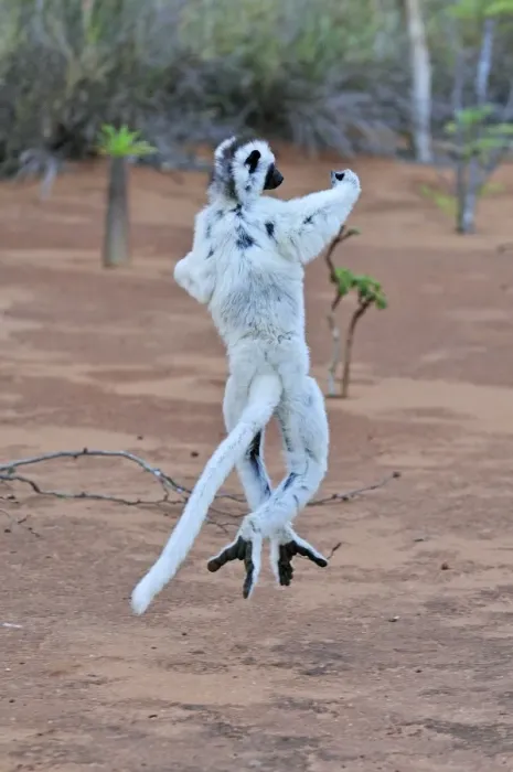 Framed Print : Verreaux's Sifaka - jumping - Berenty Private Reserve - Southern Madagascar Framed Print : Verreaux's Sifaka - jumping - Berenty Private Reserve - Southern Madagascar
