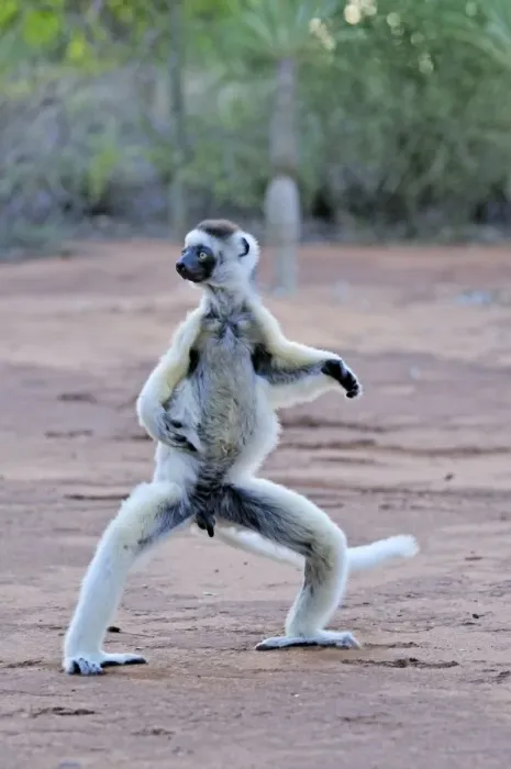Framed Print : Verreaux's Sifaka - jumping - Berenty Private Reserve - Southern Madagascar Framed Print : Verreaux's Sifaka - jumping - Berenty Private Reserve - Southern Madagascar