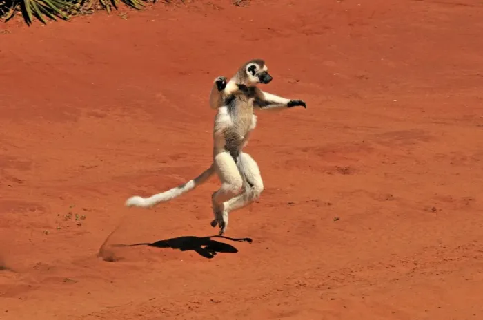 Framed Print : Verreaux's Sifaka - jumping - Berenty Private Reserve - Southern Madagascar Framed Print : Verreaux's Sifaka - jumping - Berenty Private Reserve - Southern Madagascar