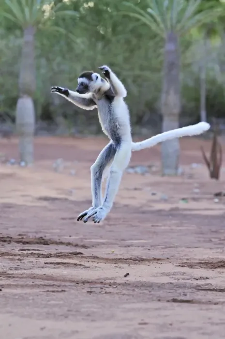 Framed Print : Verreaux's Sifaka - jumping - Berenty Private Reserve - Southern Madagascar Framed Print : Verreaux's Sifaka - jumping - Berenty Private Reserve - Southern Madagascar