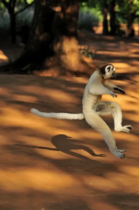 Framed Print : Verreaux's Sifaka - jumping - Berenty Private Reserve - Southern Madagascar Framed Print : Verreaux's Sifaka - jumping - Berenty Private Reserve - Southern Madagascar
