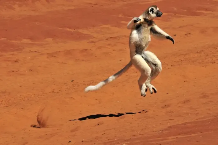 Framed Print : Verreaux's Sifaka - jumping - Berenty Private Reserve - Southern Madagascar Framed Print : Verreaux's Sifaka - jumping - Berenty Private Reserve - Southern Madagascar