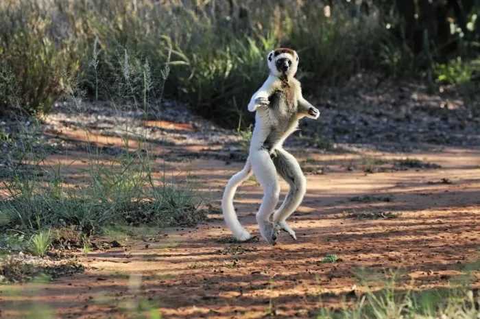 Framed Print : Verreaux's Sifaka - jumping - Berenty Private Reserve - Southern Madagascar Framed Print : Verreaux's Sifaka - jumping - Berenty Private Reserve - Southern Madagascar