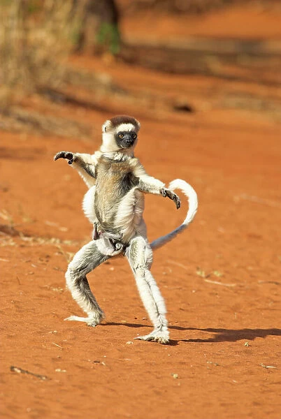Verreaux's Sifaka. In karate pose, with young Berenty, Madagascar