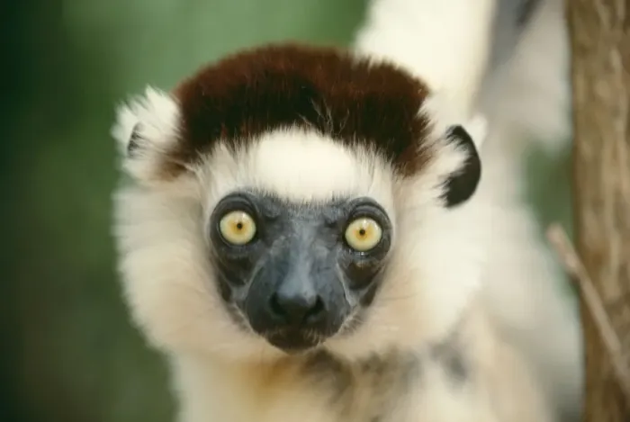 Framed Print : Verreuax's Sifaka AEB 2950 Propithecus v. verreauxi © Liz Bomford / ARDEA LONDON Framed Print : Verreuax's Sifaka AEB 2950 Propithecus v. verreauxi © Liz Bomford / ARDEA LONDON
