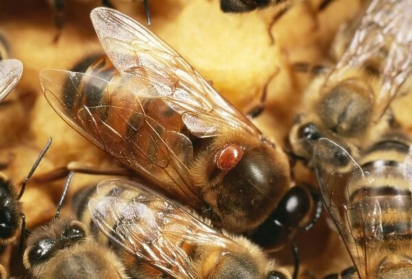 Verroa Mite SPH 2204 Attached to thorax of honey Bee drone. Verroa  /  Apis mellifera © Steve Hopkin  /  ARDEA LONDON