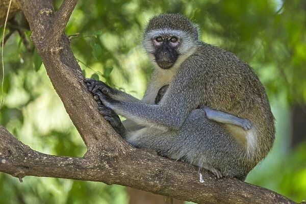 Vervet Monkey adult with baby in tree. Great Rift Valley, Kenya