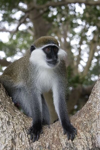 Vervet Monkey. Arsi region - Ethiopia