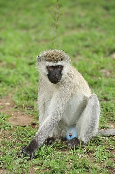 Vervet Monkey blue scrotum