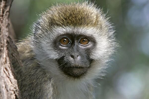 Vervet Monkey - close-up of face. Maasai Mara National Park - Kenya - Africa