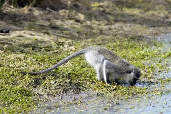 Framed Print : Vervet Monkey - drinking. Andries Vosloo Kudu Reserve, nr Grahamstown, Eastern cape, South Africa Framed Print : Vervet Monkey - drinking. Andries Vosloo Kudu Reserve, nr Grahamstown, Eastern cape, South Africa