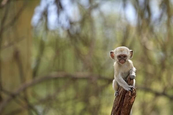 Vervet Monkey - infant Lake Manyara National Park