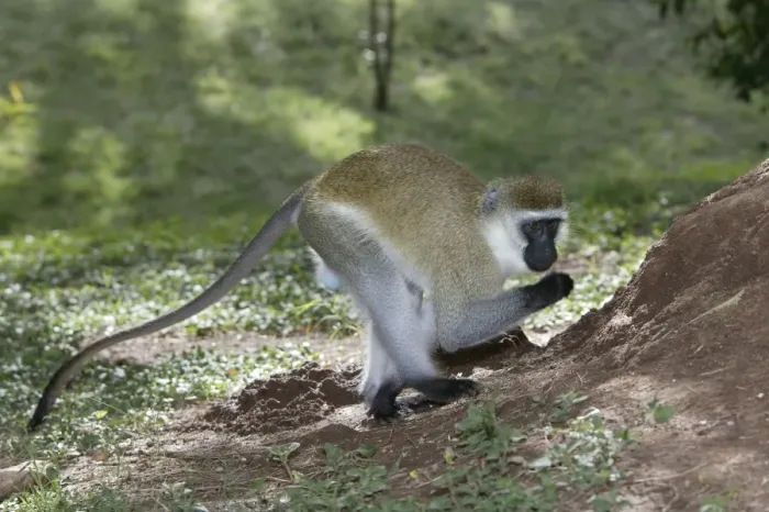 Framed Print : Vervet Monkey. Maasai Mara National Park - Kenya - Africa Framed Print : Vervet Monkey. Maasai Mara National Park - Kenya - Africa