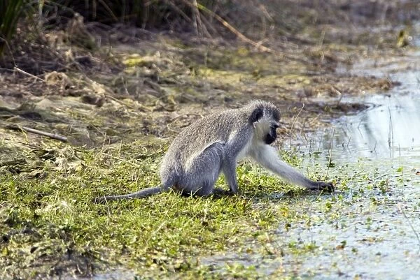 Vervet Monkey - picking aquatic vegetation to eat. Andries Vosloo Kudu Reserve, nr Grahamstown, Eastern cape, South Africa