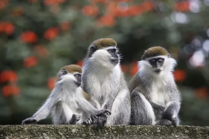 Framed Print : Vervet Monkey - three. Arsi Region - Ethiopia Framed Print : Vervet Monkey - three. Arsi Region - Ethiopia