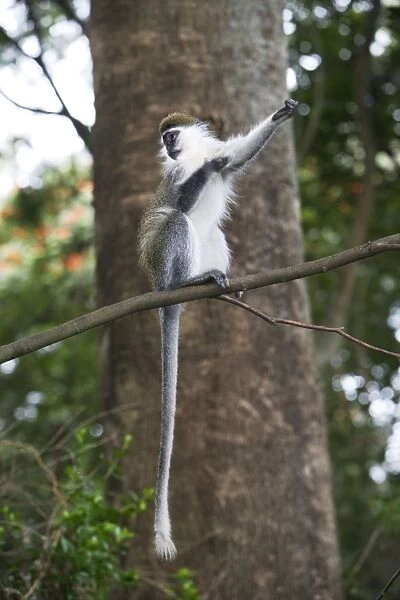 Vervet Monkey - in tree. Arsi Region - Ethiopia