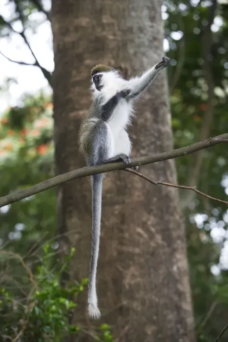 Framed Print : Vervet Monkey - in tree. Arsi Region - Ethiopia