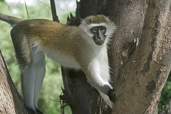Vervet Monkey - in tree. Maasai Mara National Park - Kenya - Africa