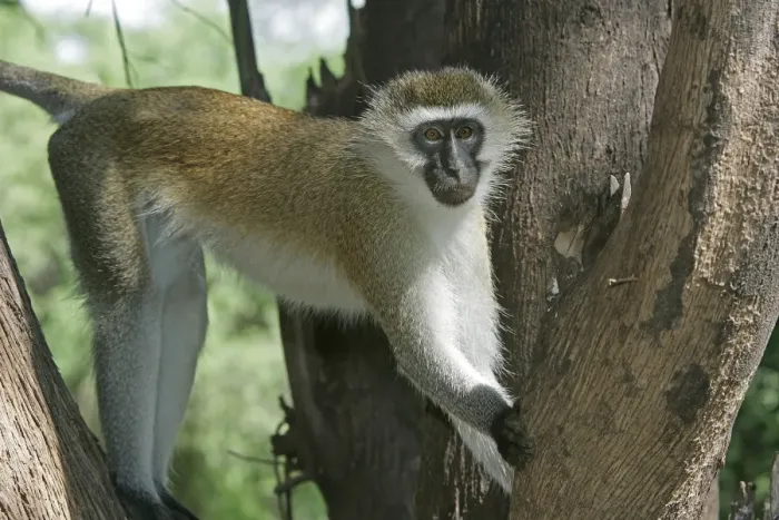 Framed Print : Vervet Monkey - in tree. Maasai Mara National Park - Kenya - Africa Framed Print : Vervet Monkey - in tree. Maasai Mara National Park - Kenya - Africa