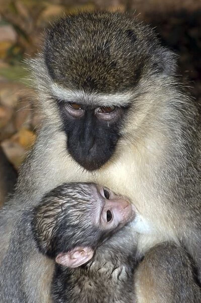 Vervet Monkey - With young, Africa