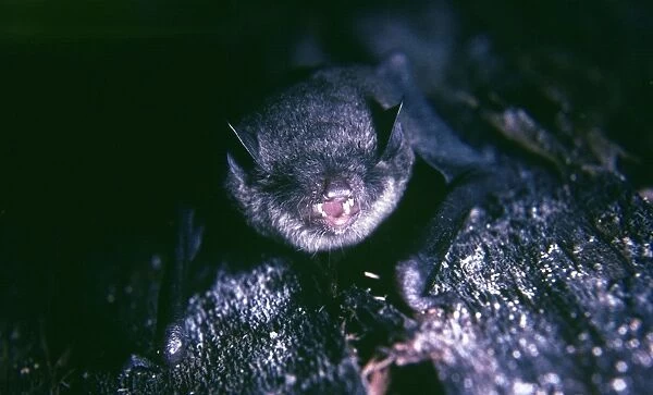 Vesper Bat  /  Black Guyana Myotis Bat - female