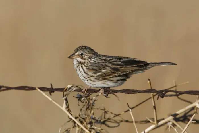 Framed Print : Vesper Sparrow Framed Print : Vesper Sparrow