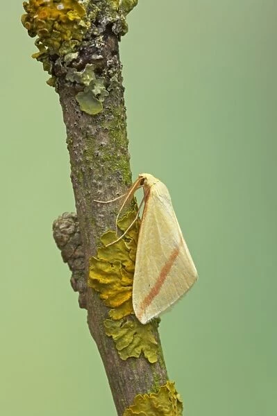 The Vestal Moth - migrant from Europe Rhodometra sacraria Essex, UK IN000550