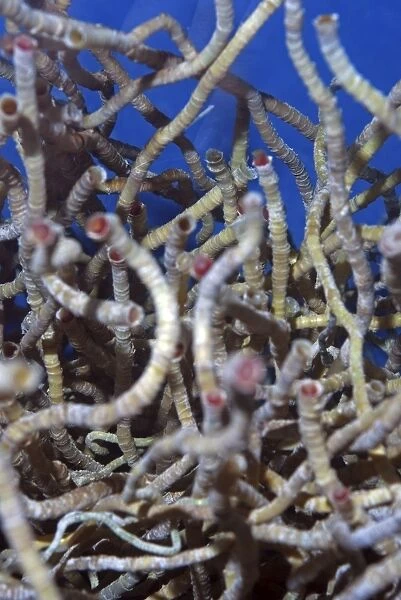 Vestimentiferan Tube Worms from deep sea hydrothermal vents, using inorganic chemicals and heat to grow