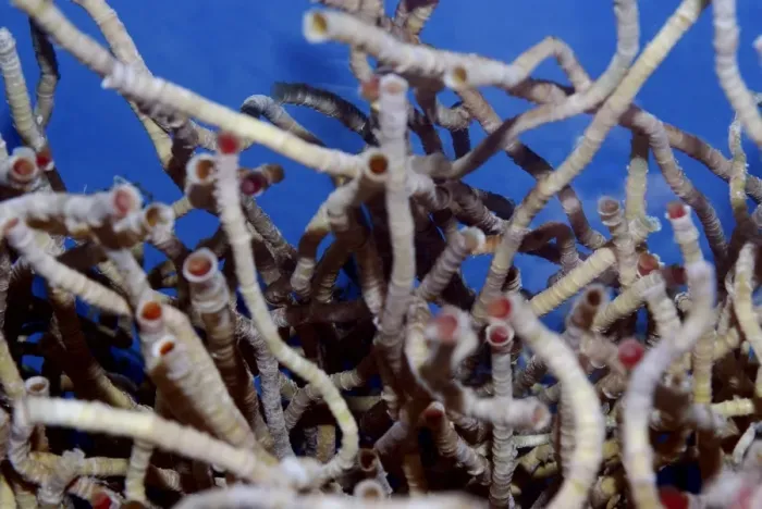 Framed Print : Vestimentiferan Tube Worms from deep sea hydrothermal vents, using inorganic chemicals and heat to grow Framed Print : Vestimentiferan Tube Worms from deep sea hydrothermal vents, using inorganic chemicals and heat to grow