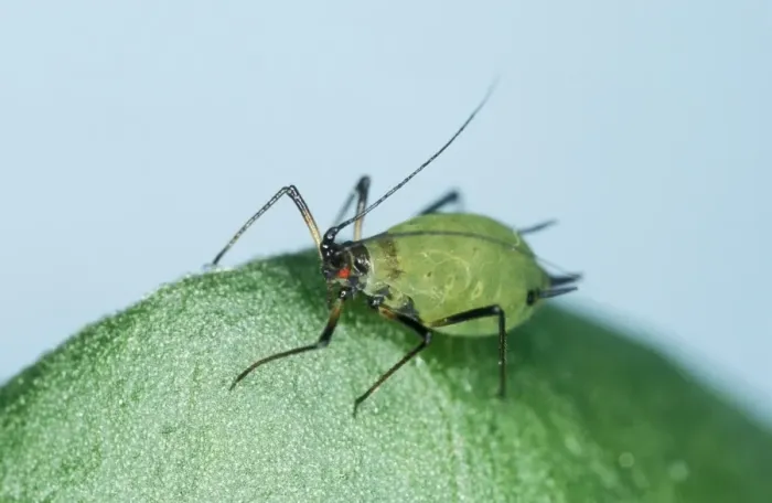 Framed Print : Vetch Aphid UK Framed Print : Vetch Aphid UK