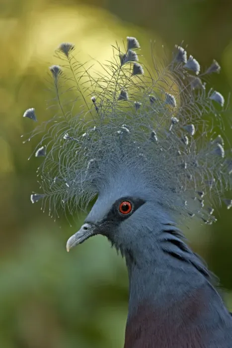 Framed Print : Victoria Crowned Pigeon - controlled conditions - Northern New Guinea Framed Print : Victoria Crowned Pigeon - controlled conditions - Northern New Guinea