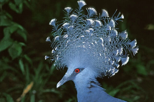 Victoria Crowned-Pigeon  /  New Guinea Wood Pigeon - Head, Papua New Guinea JPF31856