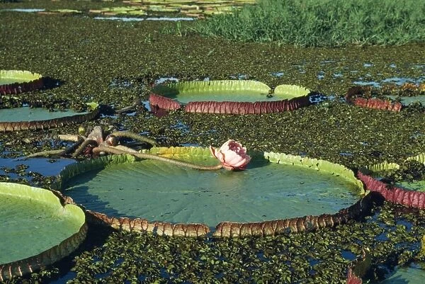 Victoria  /  Giant  /  Amazon Waterlily - flowers are white first night they open, & become pink the second night. formerly know as: Victoria regia Brazil