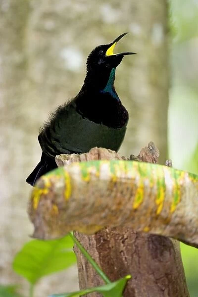 Victoria's Riflebird - adult male calls out in the hopes to attract females. He soon will start another beautiful display to convince the female sex that they should mate with him - Wooroonooran National Park, Wet Tropics World Heritage Area