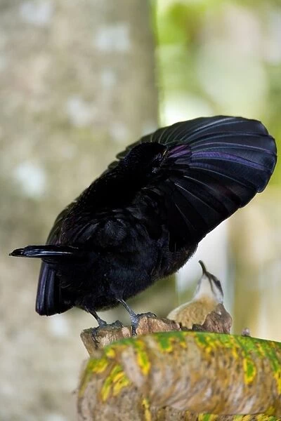 Victoria's Riflebird - adult male displaying wildly to convince the present female that he is the right man. It calls out and has its wings widely spread to clap them over its head and dance - Wooroonooran National Park