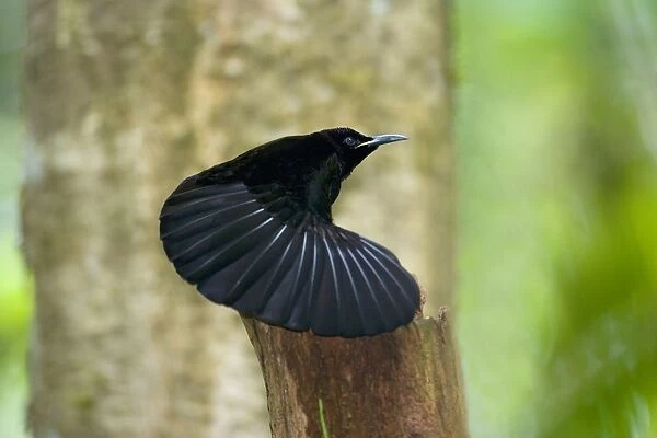 Victoria's Riflebird - adult male displaying wildly in the hopes to attract females. It has its wings widely spread to clap them over its head and dance - Wooroonooran National Park, Wet Tropics World Heritage Area, Queensland, Australia