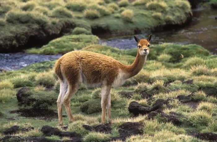 Framed Print : Vicuna High Andes of southern Peru, Bolivia, northern Chile and Argentina Photographed at 4000 m elevation in Lauca National Park, Chile Framed Print : Vicuna High Andes of southern Peru, Bolivia, northern Chile and Argentina Photographed at 4000 m elevation in Lauca National Park, Chile
