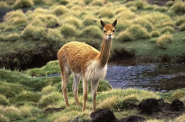 Vicuna High Andes of southern Peru, Bolivia, northern Chile and Argentina Photographed at 4000 m elevation in Lauca National Park, Chile