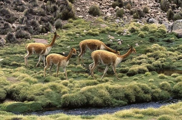 Vicuna High Andes of southern Peru, Bolivia, northern Chile and Argentina Photographed at 4000 m elevation in Lauca National Park, Chile