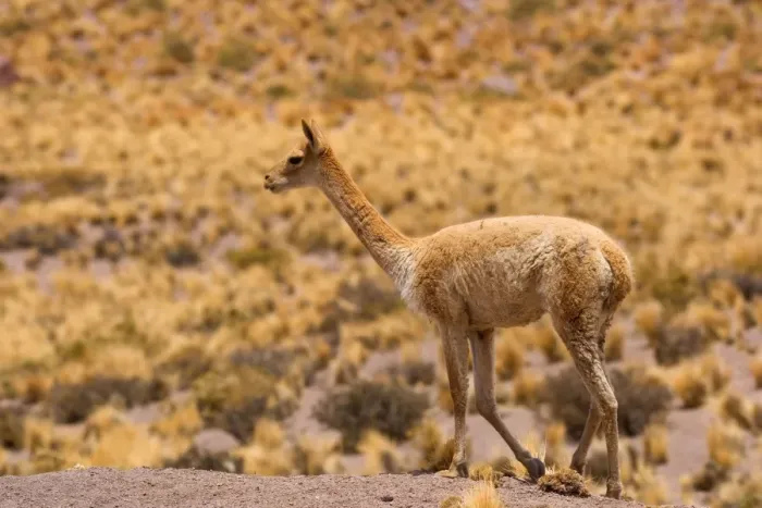 Framed Print : Vicuna  /  Vicugna - adult strolling through grassy desert - Atacama Desert near El Tatio Geysers - Chile - South America