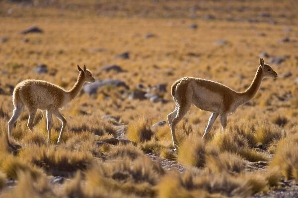 Vicuna  /  Vicugna - adult and young one strolling through grassy desert - Atacama Desert near El Tatio Geysers - Chile - South America