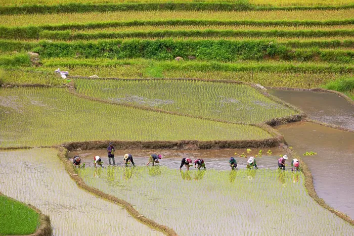 Framed Print : Vietnam. Rice paddies in the highlands of Sapa. Date: 25-06-2019