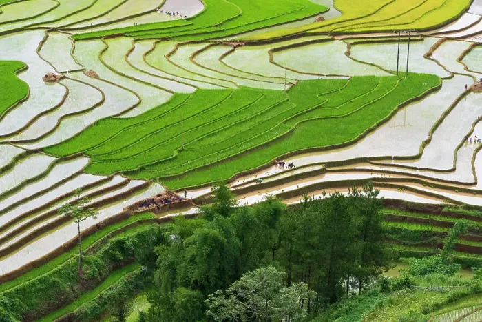 Framed Print : Vietnam. Rice paddies in the highlands of Sapa. Date: 25-06-2019 Framed Print : Vietnam. Rice paddies in the highlands of Sapa. Date: 25-06-2019