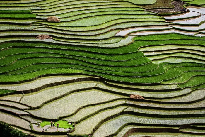 Framed Print : Vietnam. Rice paddies in the highlands of Sapa. Date: 25-06-2019 Framed Print : Vietnam. Rice paddies in the highlands of Sapa. Date: 25-06-2019