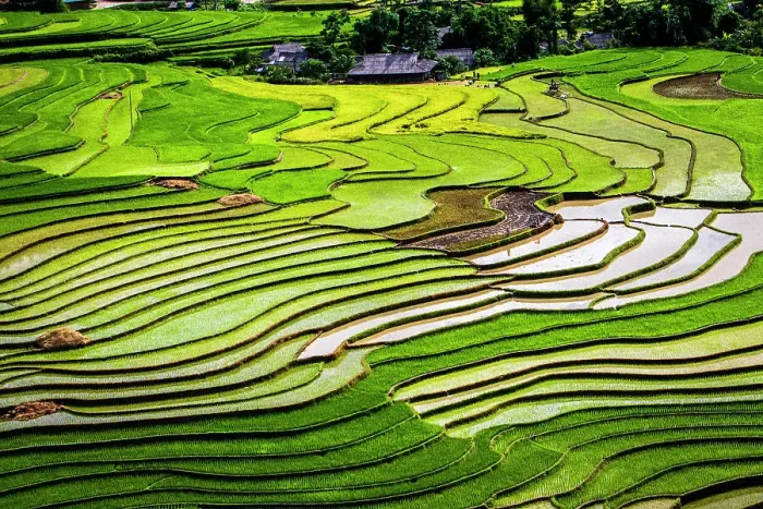 Framed Print : Vietnam. Rice paddies in the highlands of Sapa. Date: 25-06-2019 Framed Print : Vietnam. Rice paddies in the highlands of Sapa. Date: 25-06-2019