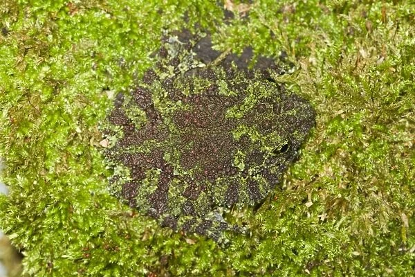 Vietnamese Mossy Frog - camouflaged in moss - controlled conditions 14495