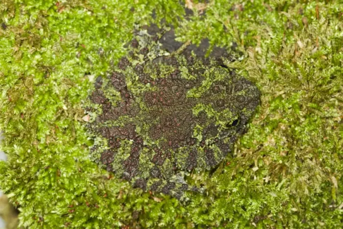 Framed Print : Vietnamese Mossy Frog - camouflaged in moss - controlled conditions 14495 Framed Print : Vietnamese Mossy Frog - camouflaged in moss - controlled conditions 14495
